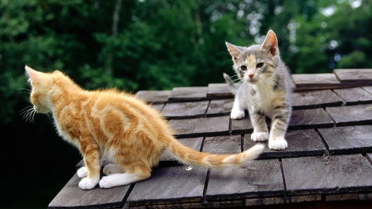 Rüyada Kedi Görmek Ne Anlama Gelir?