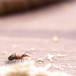 Evdeki karıncalardan kurtulmanın yolları