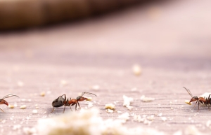 Evdeki karıncalardan kurtulmanın yolları
