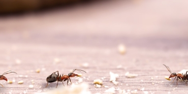 Evdeki karıncalardan kurtulmanın yolları