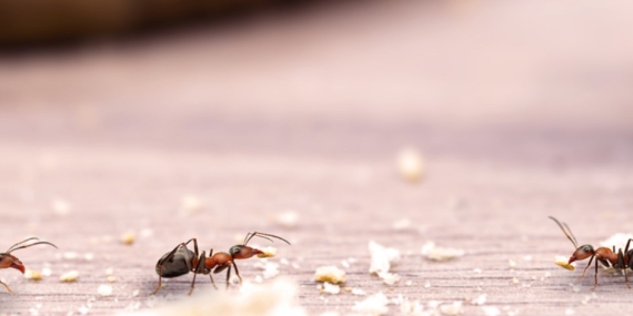 Evdeki karıncalardan kurtulmanın yolları