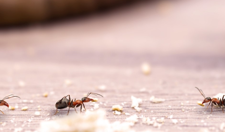 Evdeki karıncalardan kurtulmanın yolları