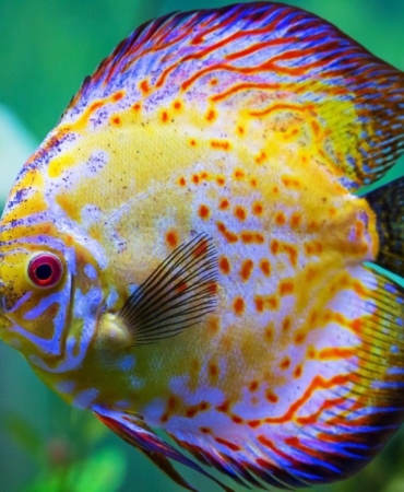 Rüyada balık görmek nasıl yorumlanır?