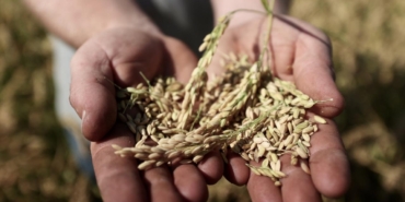 Tohum ve Fide Üretiminde Yeni Adımlar Atılıyor