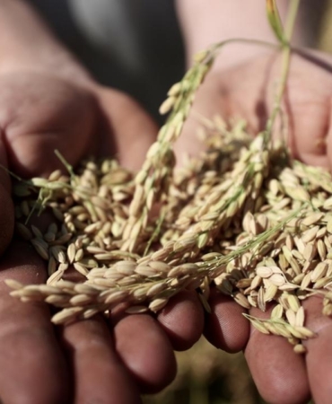 Tohum ve Fide Üretiminde Yeni Adımlar Atılıyor