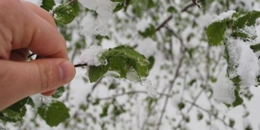 Türkiye'de Zirai Don Tarımı Vurdu