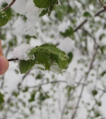 Türkiye'de Zirai Don Tarımı Vurdu