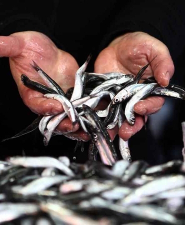 Rize'de hamsi sezonu başladı.