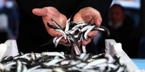 Rize'de hamsi sezonu başladı.