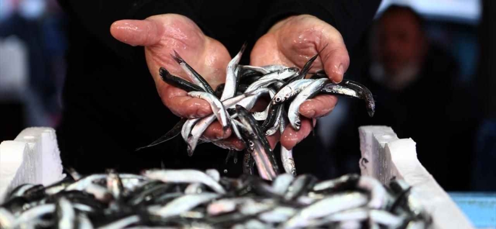 Rize'de hamsi sezonu başladı.