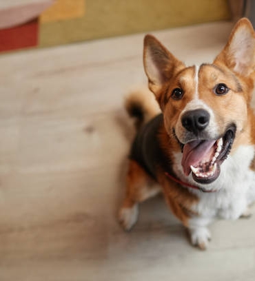 dogal kopek kemikleri