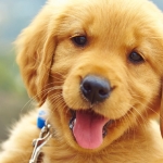 evcil bilgiler sitesi 3