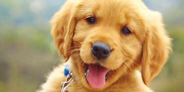 evcil bilgiler sitesi 3