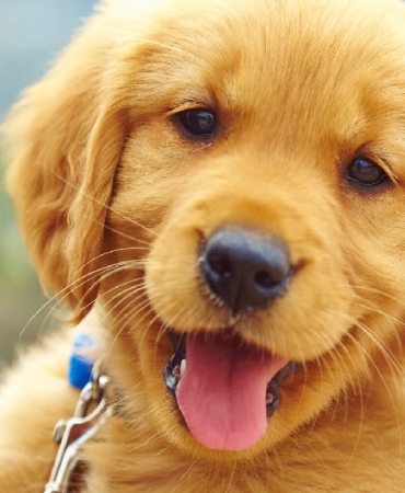 evcil bilgiler sitesi 3