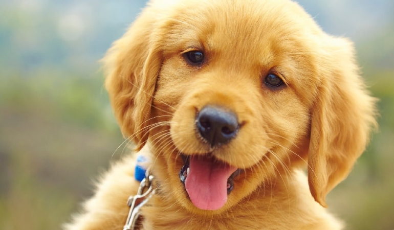 evcil bilgiler sitesi 3