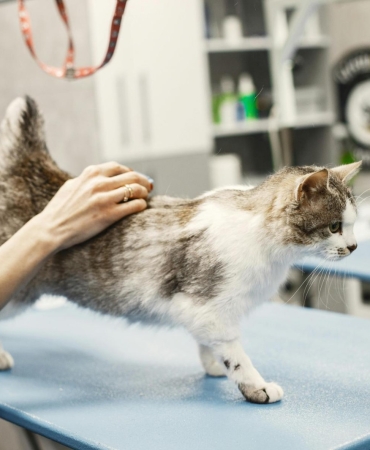 Nöbetçi Veteriner İstanbul