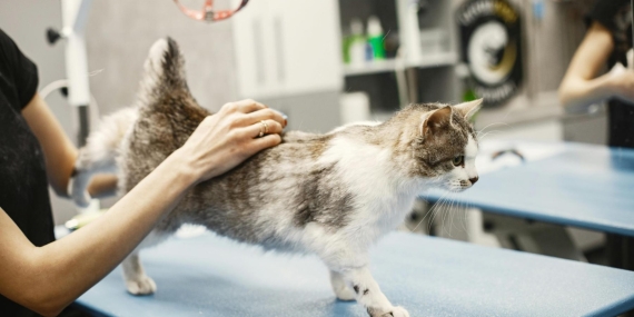 Nöbetçi Veteriner İstanbul