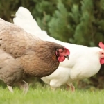 tavuklarin hasta olmaması için yapılması gerekenler