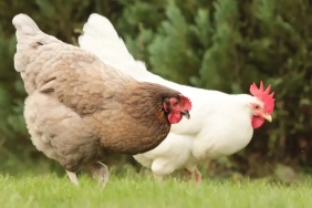 tavuklarin hasta olmaması için yapılması gerekenler