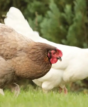 Tavukların Hasta Olmaması İçin Ne Verilir?