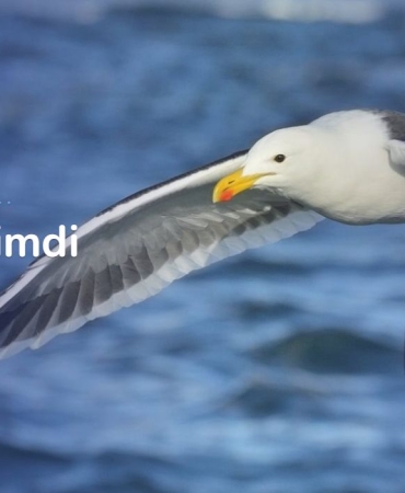 Yeminli Tercüman Fiyat - Yeminli Tercüme Bürosu